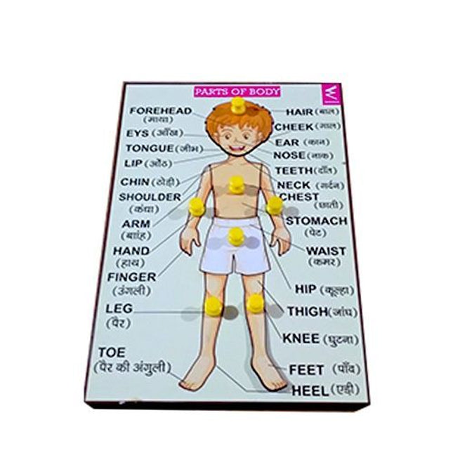 Wooden parts of Body Learning Knob Educational tray -Economy - EKW0102