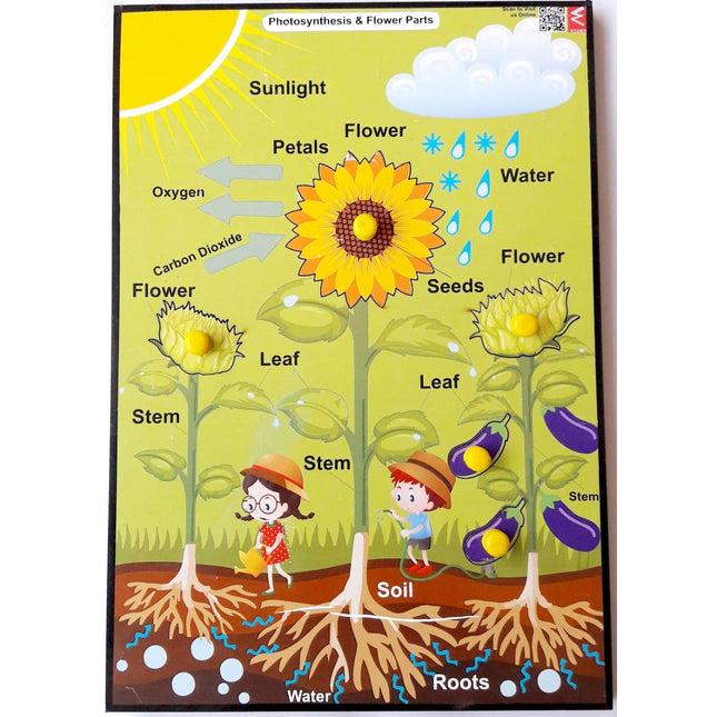 Wooden Photosynthesis and Parts of Plant learning Educational Knob Tray-12*9 inch - EKW0138