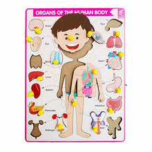 Load image into Gallery viewer, Extrokids wooden Internal organ of body-Puzzle board
