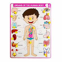 Load image into Gallery viewer, Extrokids wooden Internal organ of body-Puzzle board
