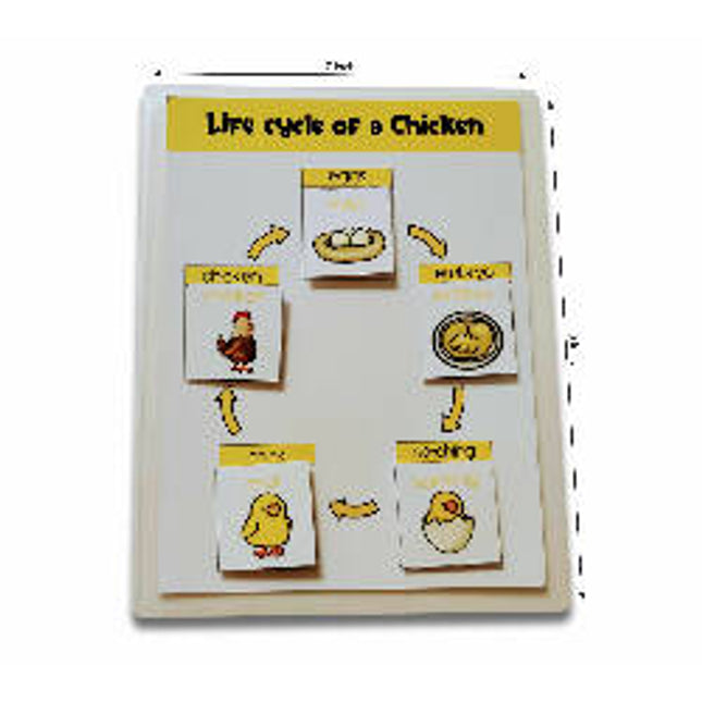 4 lifecycle activity (Bee, butterfly, frog and Chicken)