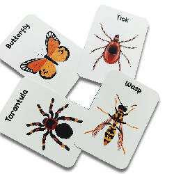 Insects & other small animals Flashcards