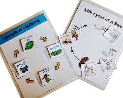 4 lifecycle activity (Bee, butterfly, frog and Chicken)