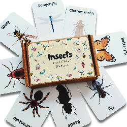 Insects & other small animals Flashcards